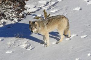A Delta Pack Wolf in Yellowstone
