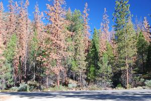 Photo of dead and dying trees in Cedar Grove, within Kings Canyon National Park.