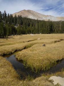 Photo of Chagoopa Creek, one of the proposed project sites (courtesy of CDFW, 2013).