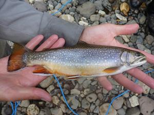 Brook trout are not native to Yellowstone National Park and out-compete the native Yellowstone cutthroat trout.