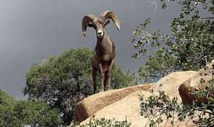 big horn sheep