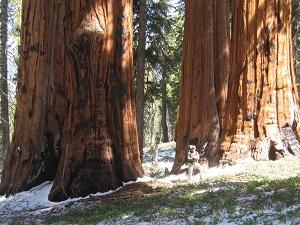 Photo of giant Sequoia trees at the Garfield Grove of Sequoias. 