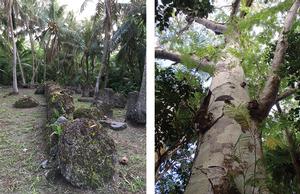 Left: Mochong Latte Village site. Right: Serianthes nelsonii tree in limestone forest.