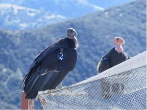 condors at Pinnacles NP January 2015