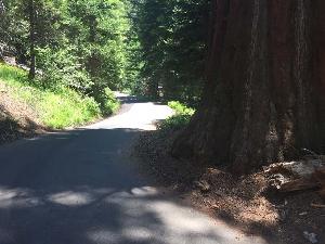 Image of a paved section of Mineral King Road within Sequoia National Park. In this photo, the narrow Mineral King Road winds around a Sequoia Tree and follows natural topography as it travels through a sequoia grove.