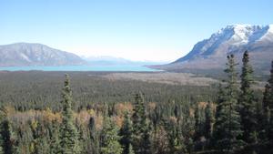 View from the proposed platform location at the Research Bay overlook in Katmai National Park and Preserve. In the foreground an extensive stand of spruce forest is visible, with the Iliuk Arm of Naknek Lake visible in the background.