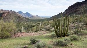 View south along Ajo Mountain Drive towards Estes Canyon and Diaz Peak, Organ Pipe Cactus National Monument. 