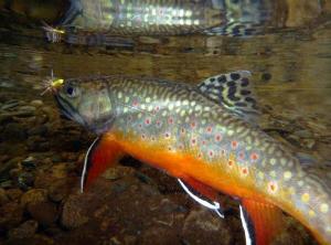 Photo of brook trout in Shenandoah National Park stream. Stream life, such as fish and insects, have been harmed as a result of long-term impacts of acid rain.