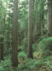 Old growth redwood forest