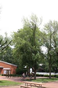 Photo of damaged ash trees showing proximity to Visitor Center and picnic area.