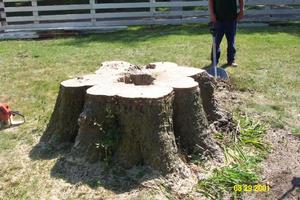 Photo of stump shortly after remainder of tree was removed.