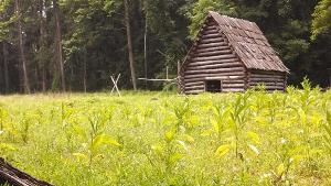 Tobacco barn in a tobacco field