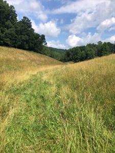 Photograph of an open field with tall grass within the Wears Valley Mountain Bike Trail System study area along Foothills Parkway Section 8D, Sevier County, Tennessee.