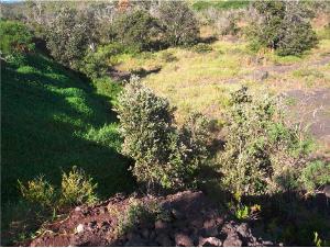 Photo of the Former Quarry Firing Range looking down at the area from the higher ground above the former firing range. The dark green vegetation on the left is non-native grass on the backstop area. The lighter green vegetation and bare soil visible between the trees is the floor of the former firing range.