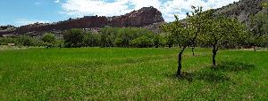 The Cook orchard in summer foliage, J.H. Hale and Elberta peach trees in foreground.