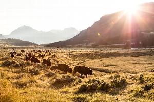 Bison in Yellowstone National Park