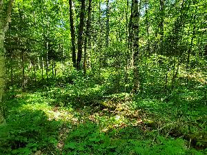 Photo of a wooded area with green summer foliage and sun-dappled light illuminating the forest floor.