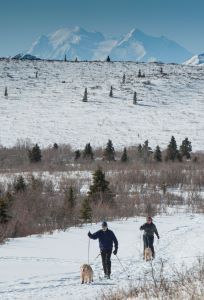 Two visitors skijor with dogs across a snowy, sunny landscape with Denali towering above.