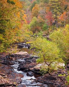 Image of a rocky Kentucky stream in a forested area during the autumn.  Orange, green, and red leaves stand out in contrast to a damp, cloudy day.