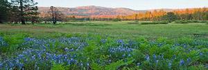 Photo of Ackerson Meadow with lupines in the foreground and rolling Sierra foothills in the background