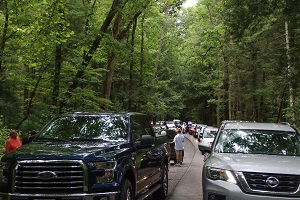 Cades Cove Loop Road during traffic congestion caused by wildlife viewing in August 2020.