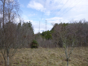 Picture of existing ROW clearing across NPS land; proposed Dominion ROW will be adjacent to this ROW with no clearing.